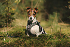 Jack Russell Terrier