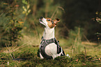 Jack Russell Terrier