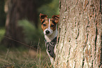Jack Russell Terrier