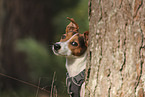 Jack Russell Terrier