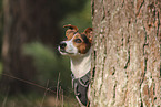 Jack Russell Terrier
