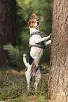Jack Russell Terrier
