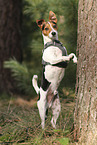 Jack Russell Terrier