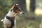 Jack Russell Terrier