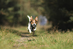 Jack Russell Terrier