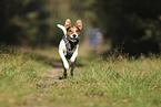 Jack Russell Terrier