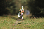 Jack Russell Terrier