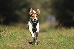 Jack Russell Terrier