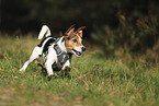 Jack Russell Terrier