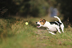 Jack Russell Terrier