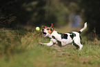 Jack Russell Terrier