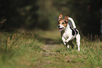 Jack Russell Terrier