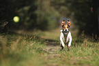 Jack Russell Terrier