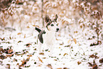 Jack Russell Terrier