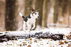Jack Russell Terrier