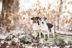 Jack Russell Terrier
