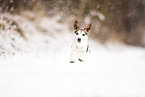Jack Russell Terrier