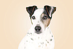 Jack Russell Terrier