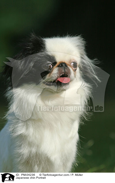 Japan-Chin Portrait / Japanese chin Portrait / PM-04236