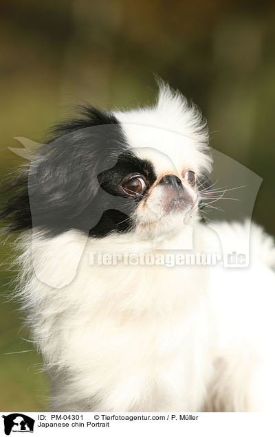 Japan-Chin Portrait / Japanese chin Portrait / PM-04301