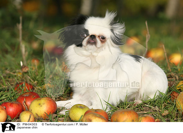 Japan-Chin / Japanese chin / PM-04303