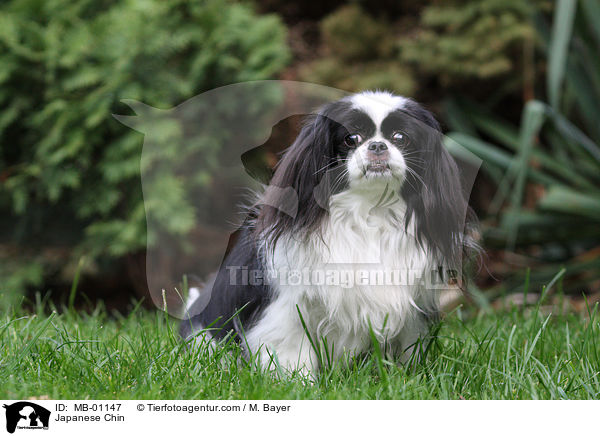 Japan-Chin / Japanese Chin / MB-01147
