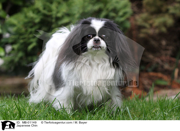 Japan-Chin / Japanese Chin / MB-01149