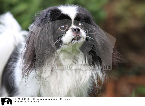 Japan-Chin Portrait / Japanese Chin Portrait / MB-01150