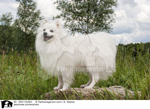 japanese pomeranian / SST-10394