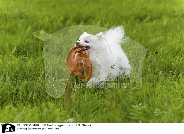 playing japanese pomeranian / SST-10408