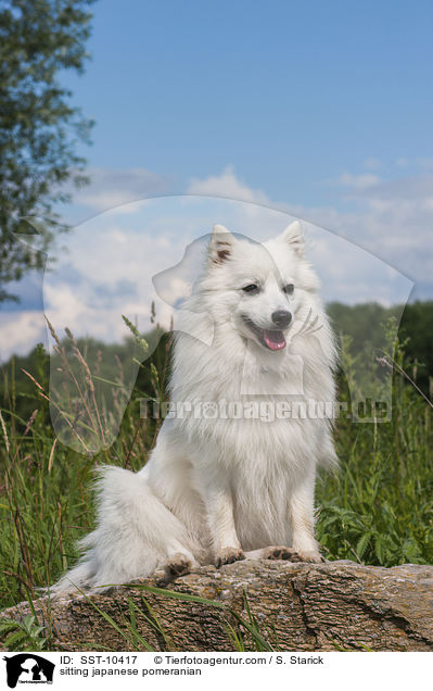 sitting japanese pomeranian / SST-10417