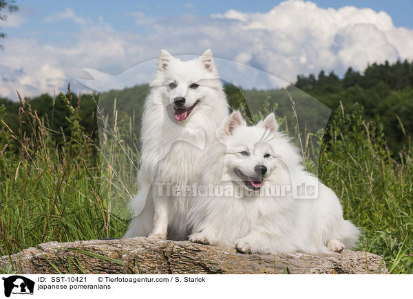 Japanspitze / japanese pomeranians / SST-10421