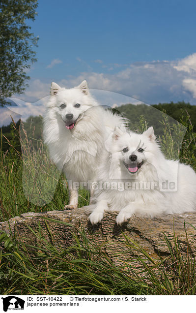 Japanspitze / japanese pomeranians / SST-10422