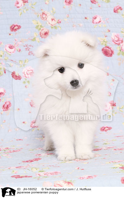 Japanspitz Welpe / japanese pomeranian puppy / JH-16052