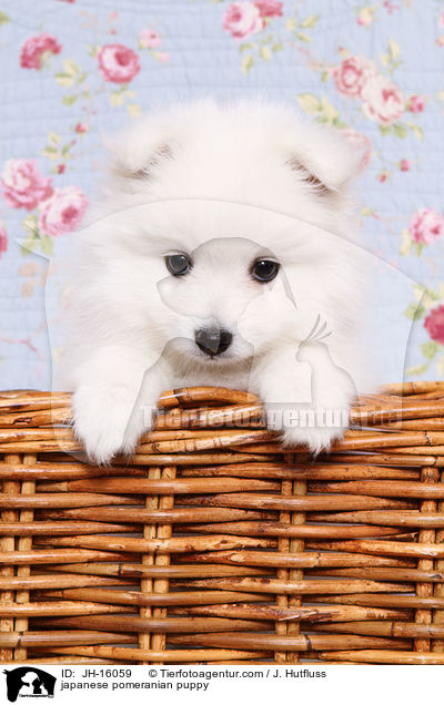 Japanspitz Welpe / japanese pomeranian puppy / JH-16059