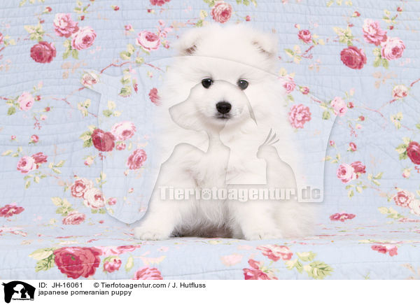 Japanspitz Welpe / japanese pomeranian puppy / JH-16061
