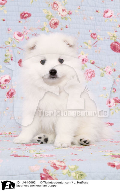 Japanspitz Welpe / japanese pomeranian puppy / JH-16062