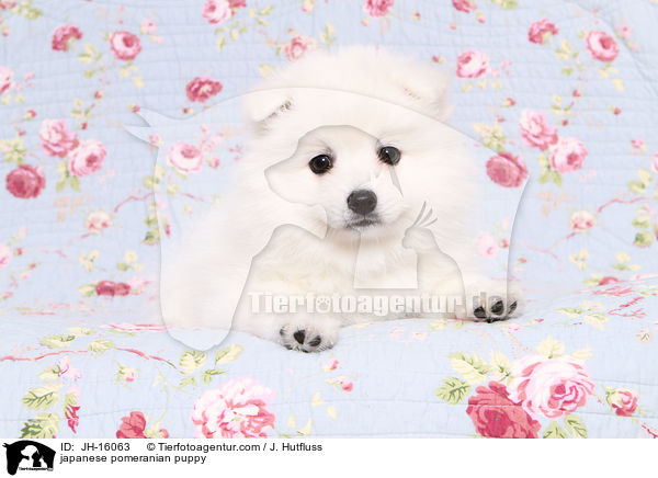 Japanspitz Welpe / japanese pomeranian puppy / JH-16063