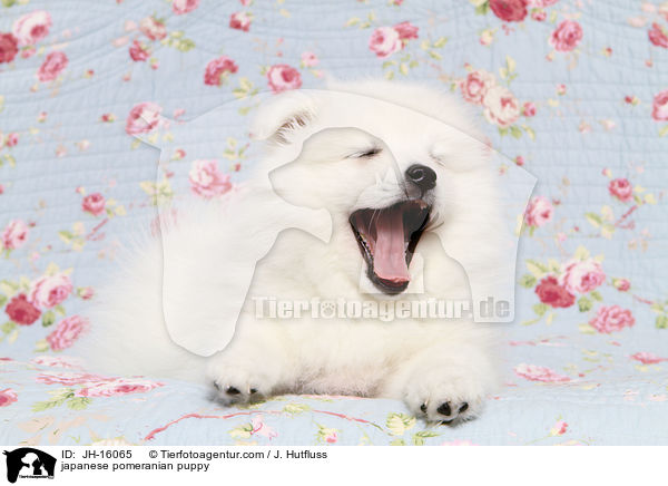 Japanspitz Welpe / japanese pomeranian puppy / JH-16065