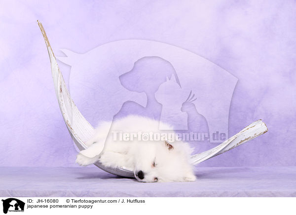 japanese pomeranian puppy / JH-16080