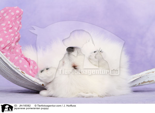 japanese pomeranian puppy / JH-16082