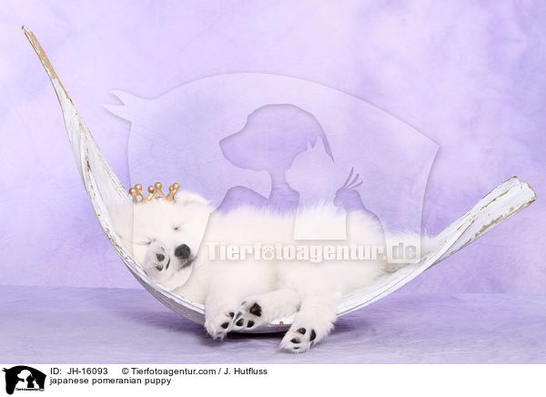 Japanspitz Welpe / japanese pomeranian puppy / JH-16093