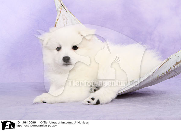 Japanspitz Welpe / japanese pomeranian puppy / JH-16096