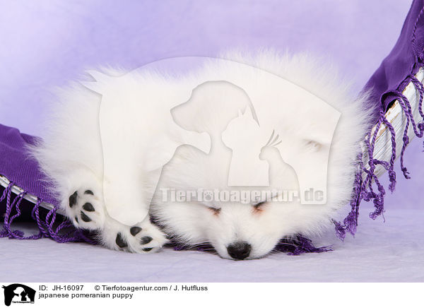 Japanspitz Welpe / japanese pomeranian puppy / JH-16097