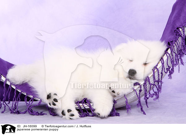 Japanspitz Welpe / japanese pomeranian puppy / JH-16099