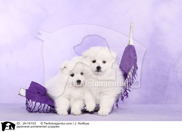 Japanspitz Welpen / japanese pomeranian puppies / JH-16103
