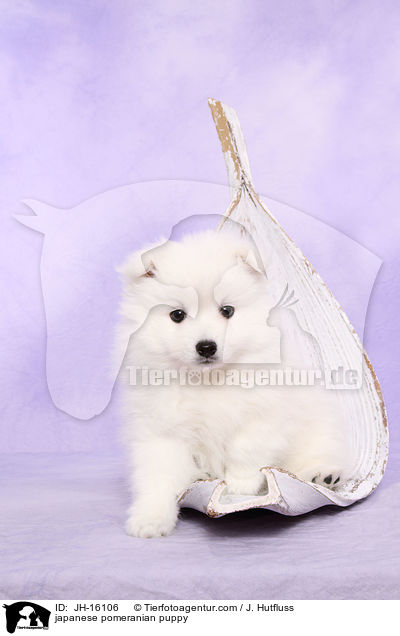 Japanspitz Welpe / japanese pomeranian puppy / JH-16106