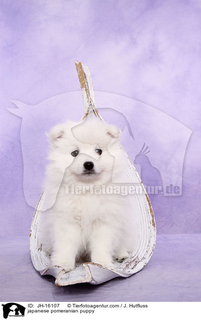Japanspitz Welpe / japanese pomeranian puppy / JH-16107
