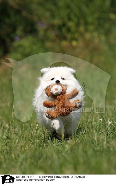 Japanspitz Welpe / japanese pomeranian puppy / JH-16114
