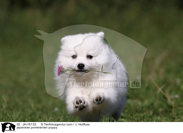 japanese pomeranian puppy / JH-16132